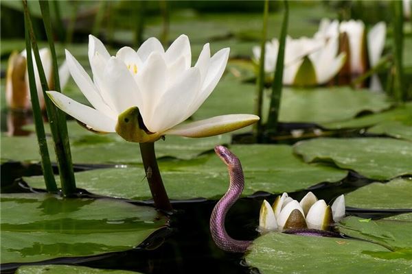 梦见杀蛇是什么意思