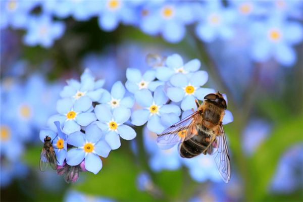 梦见被蜜蜂咬是什么意思