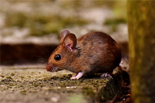 梦见逮老鼠是什么意思