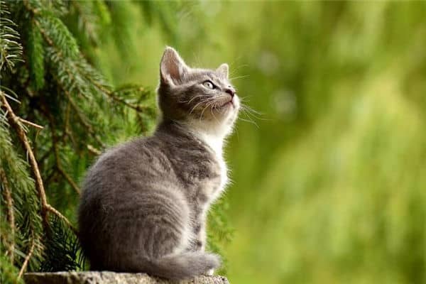 梦见猫是狐仙还是黄仙是什么意思