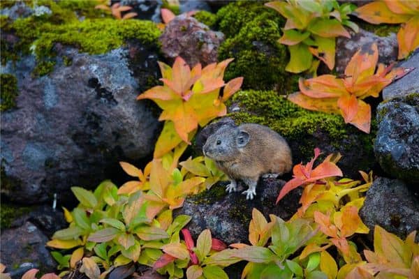 梦见打死一只老鼠是什么意思