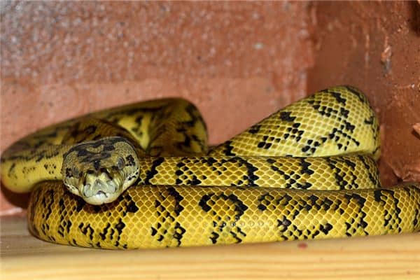 梦见家里很多蛇是什么意思