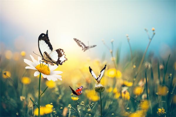 梦见蝴蝶是什么意思