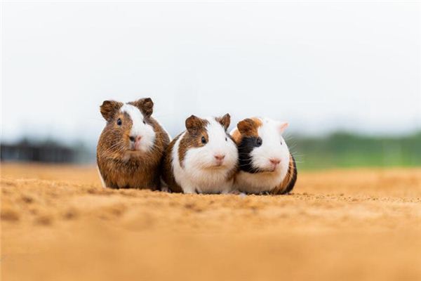 梦见一群老鼠涌出是什么意思