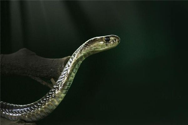 梦见蛇挡路是什么意思