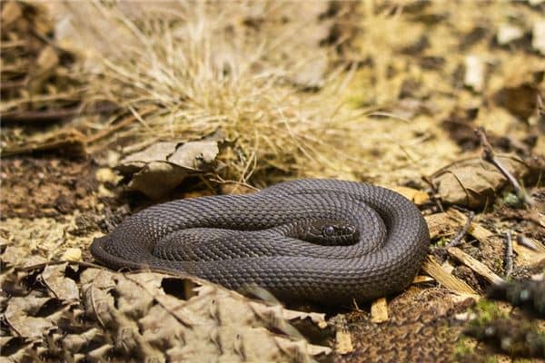 梦见很多毒蛇是什么意思