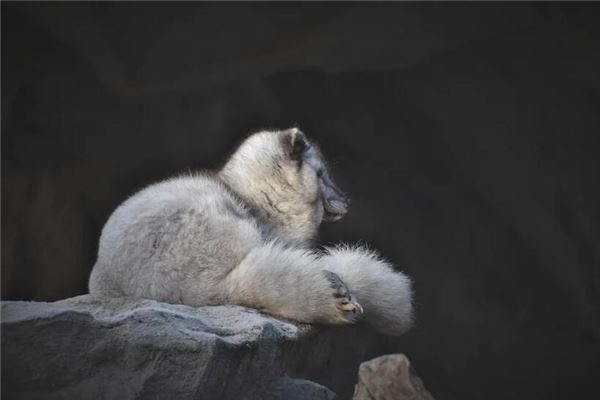 梦见白色狐狸是什么意思