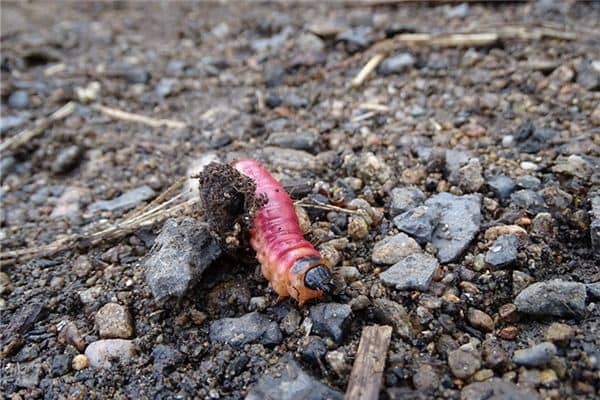 梦见蛆虫爬到身上是什么意思