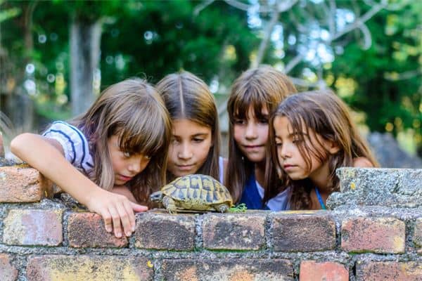 梦见捉乌龟是什么意思