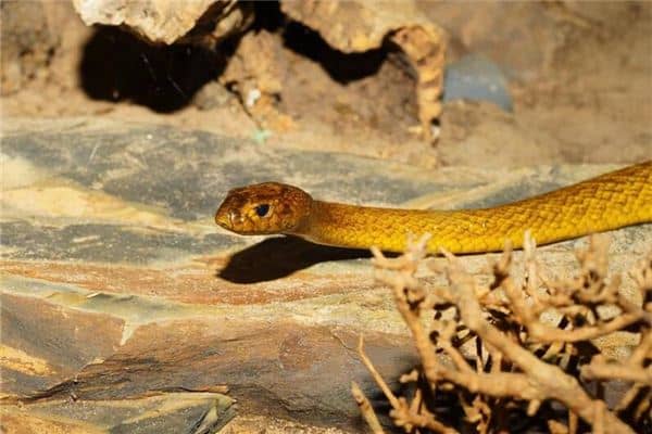 梦见打蛇是什么意思