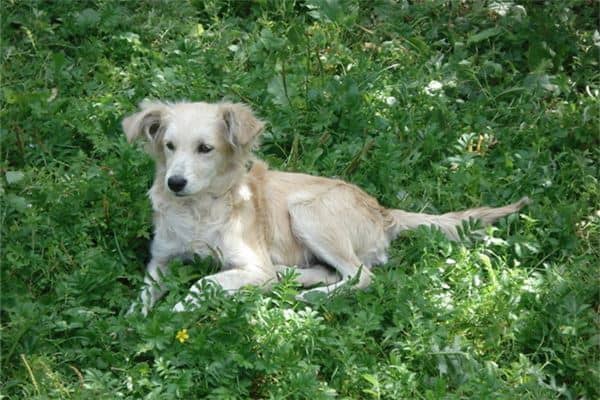 梦见打狗是什么意思