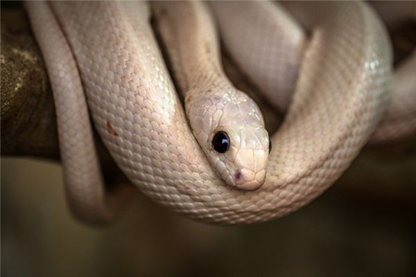 梦见做梦白蛇是什么意思