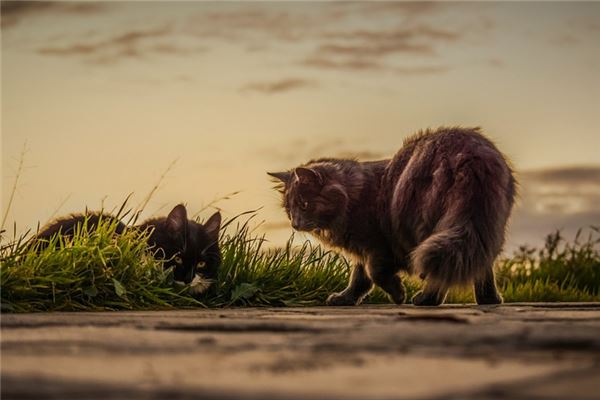 梦见猫死掉了是什么意思