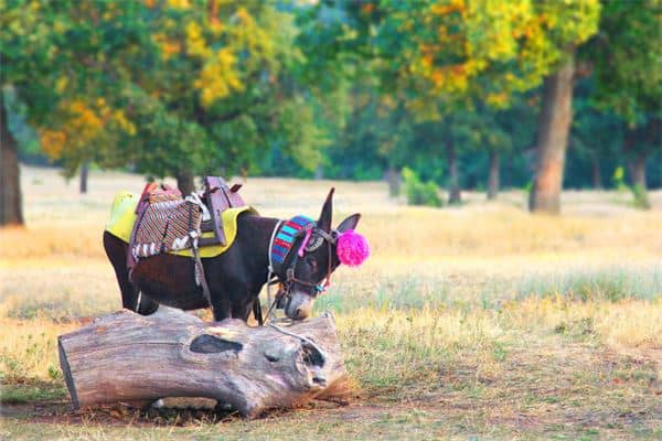 梦见骡子是什么意思