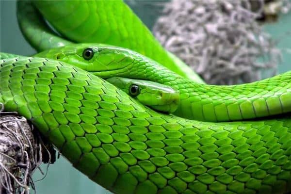 梦见两条蛇互相缠绕是什么意思