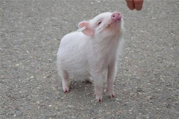 梦见白猪是什么意思