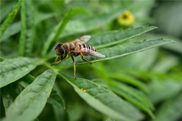 梦见蜂窝是什么意思