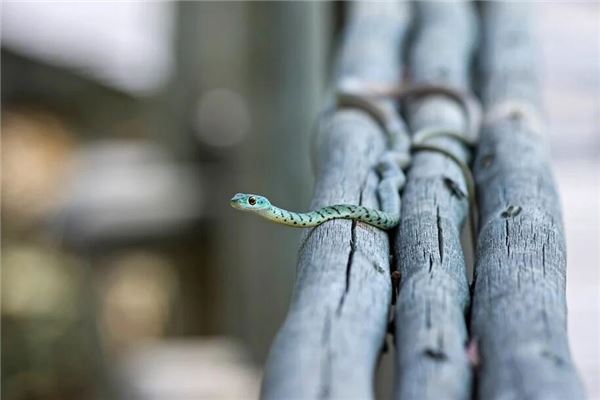 梦见到处都是蛇是什么意思