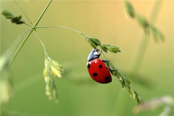 梦见昆虫是什么意思