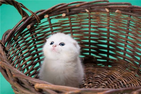 梦见自己的猫咪死了是什么意思