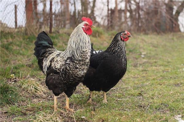 梦见买鸡是什么意思