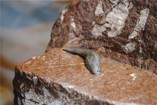 梦见蚂蟥钻到身体里是什么意思