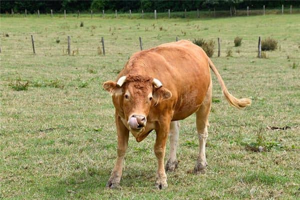 梦见被牛顶是什么意思