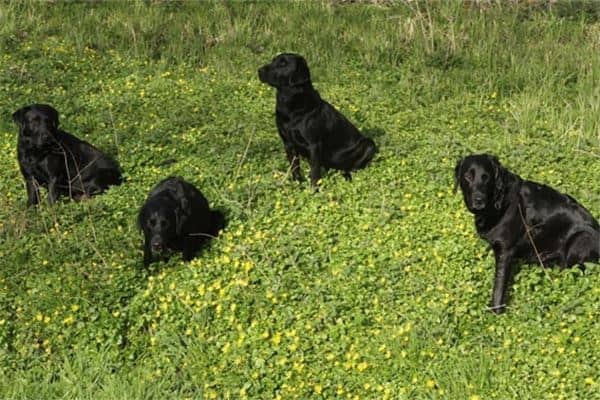 梦见打死狗是什么意思