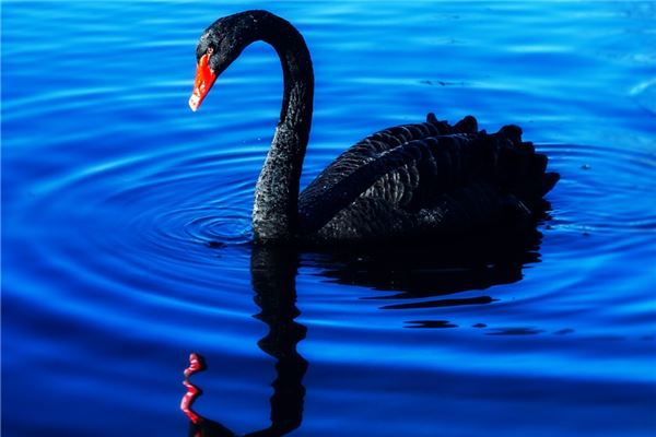 梦见黑天鹅是什么意思