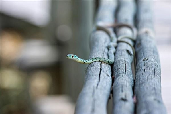 梦见用棍子打蛇是什么意思