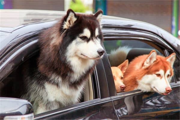 梦见三只狗是什么意思