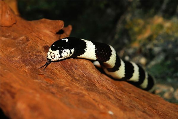 梦见小黑蛇是什么意思