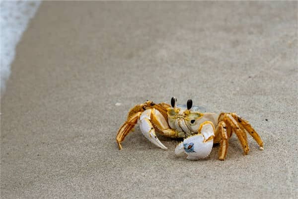 梦见蟹子是什么意思