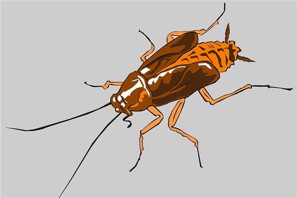 梦见打蟑螂是什么意思