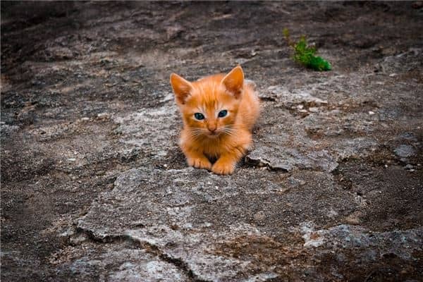 梦见猫抓蛇是什么意思