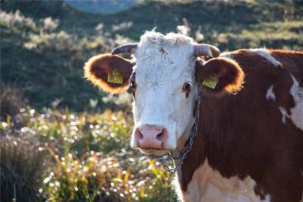 梦见被割下来的牛头是什么意思