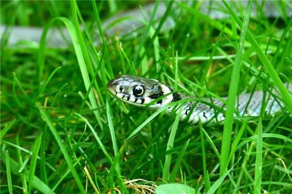 梦见女人抓蛇是什么意思