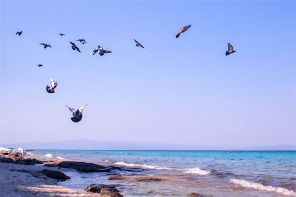 梦见鸽子成群是什么意思