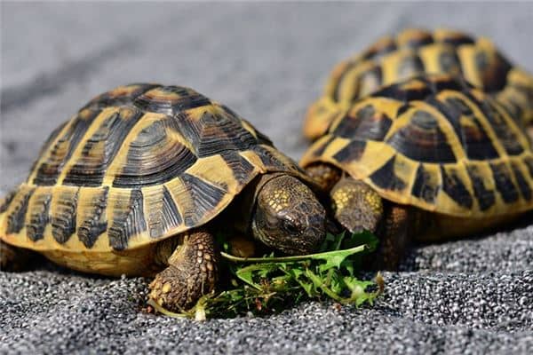 梦见女人乌龟咬自己是什么意思