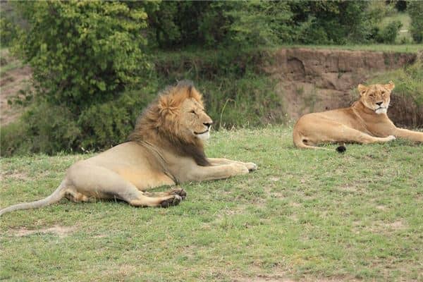 梦见狮子是什么意思