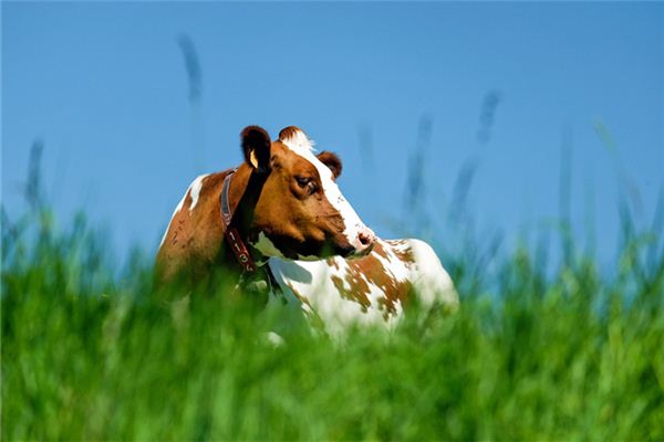 梦见牛跑了是什么意思