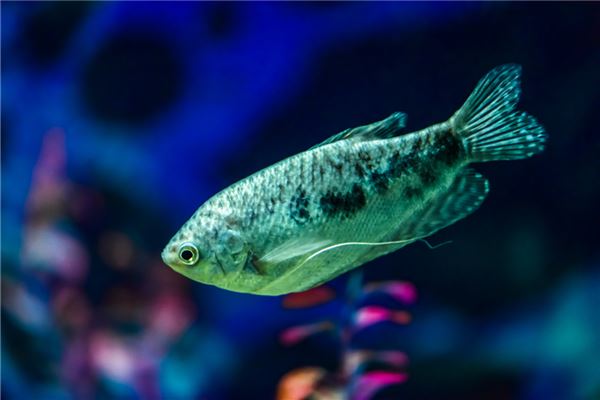 梦见抓到大鱼是什么意思