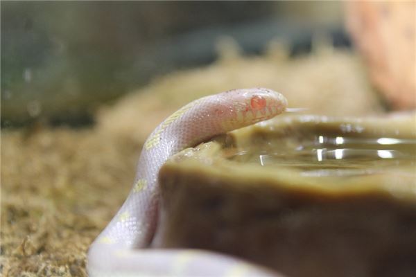 梦见小白蛇是什么意思