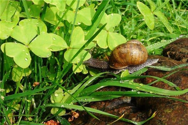 梦见大田螺是什么意思