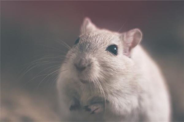 梦见白老鼠是什么意思