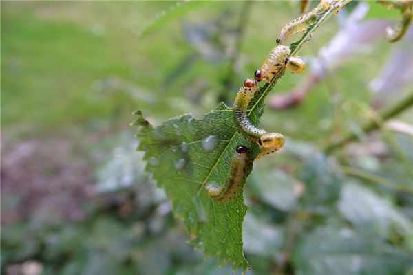 梦见虫子钻到皮肤里是什么意思