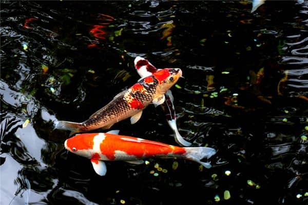 梦见鲤鱼是什么意思