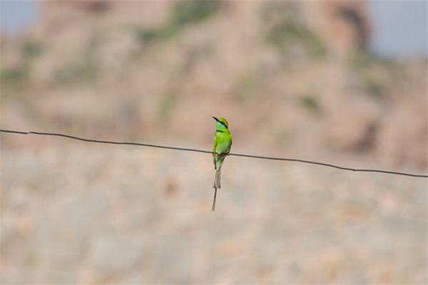 梦见小鸟是什么意思