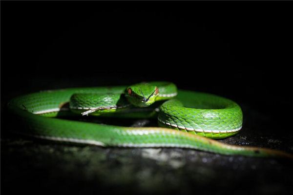 梦见被蛇咬住不放是什么意思