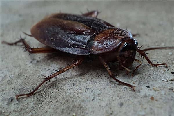 梦见很多蟑螂是什么意思